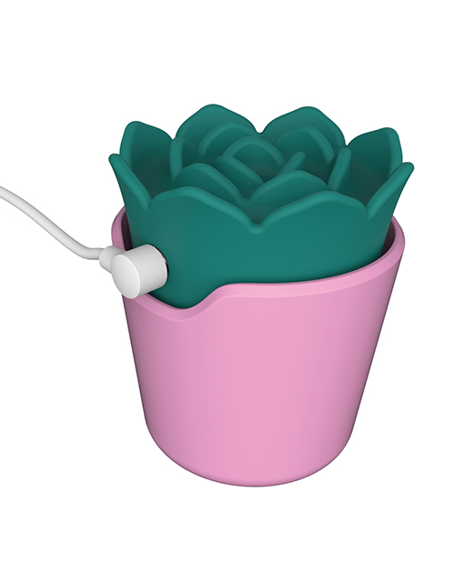 Thumbnail for plusOne Succulent Arouser